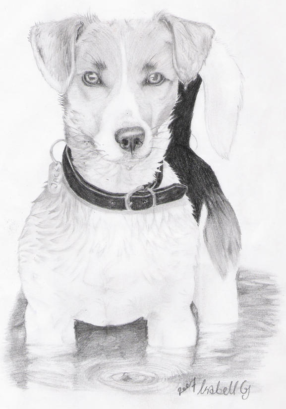 Jack Russel - Black and White