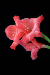 Red Gladiolus. The Sword Lily