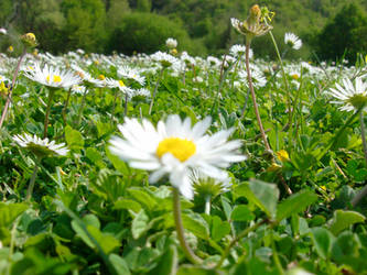 Daisies 3