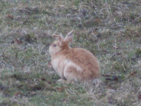 4 eared bunny D8