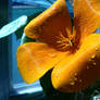 Orange Flower.