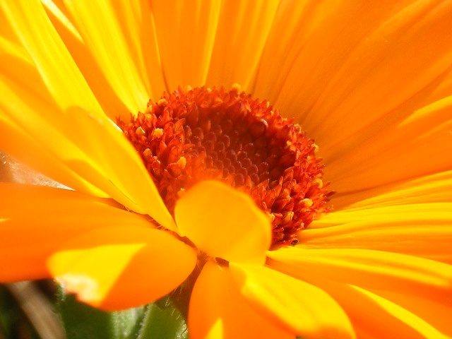 Orange flower zoom.