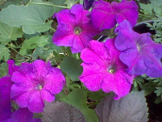 More purple flowers :O