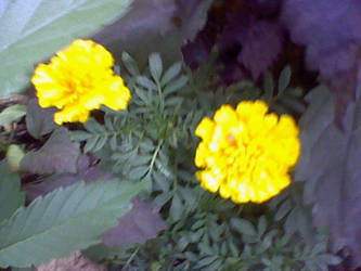 Yellow Flowers :O