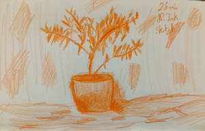 Olive tree