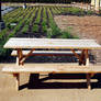 Picnic Table-Stock