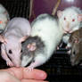 Some of my female rats