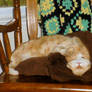 The queen of sleep