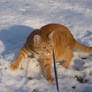 Snow Cat 2013
