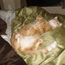 Lily loves my bed