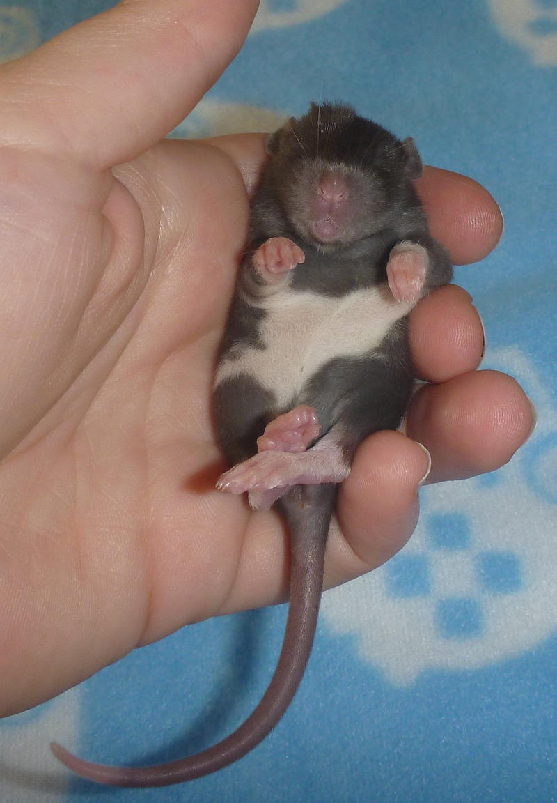 Gareth 2 weeks old