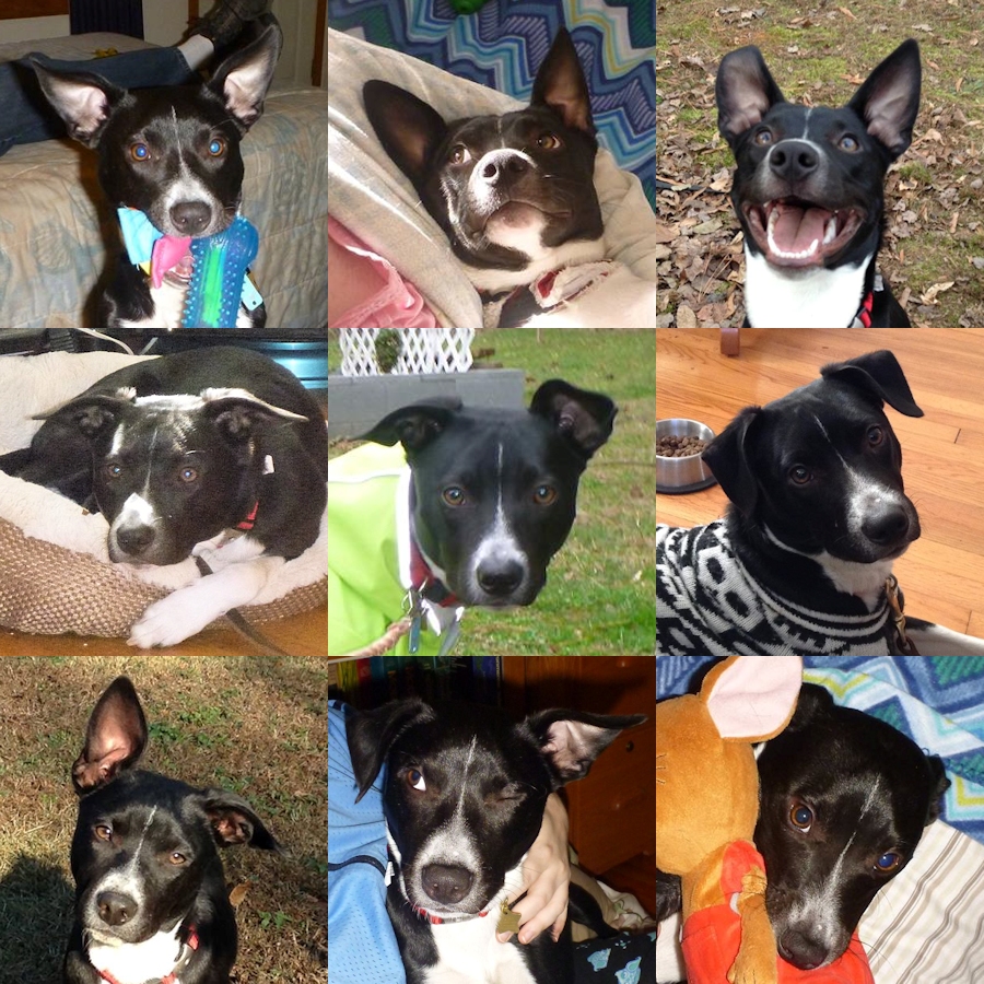 Lupin Ear Collage