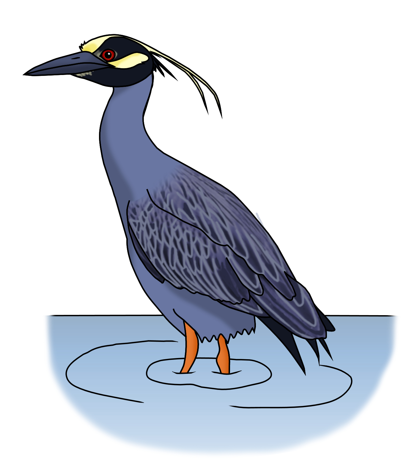 Yellow-crowned Night Heron