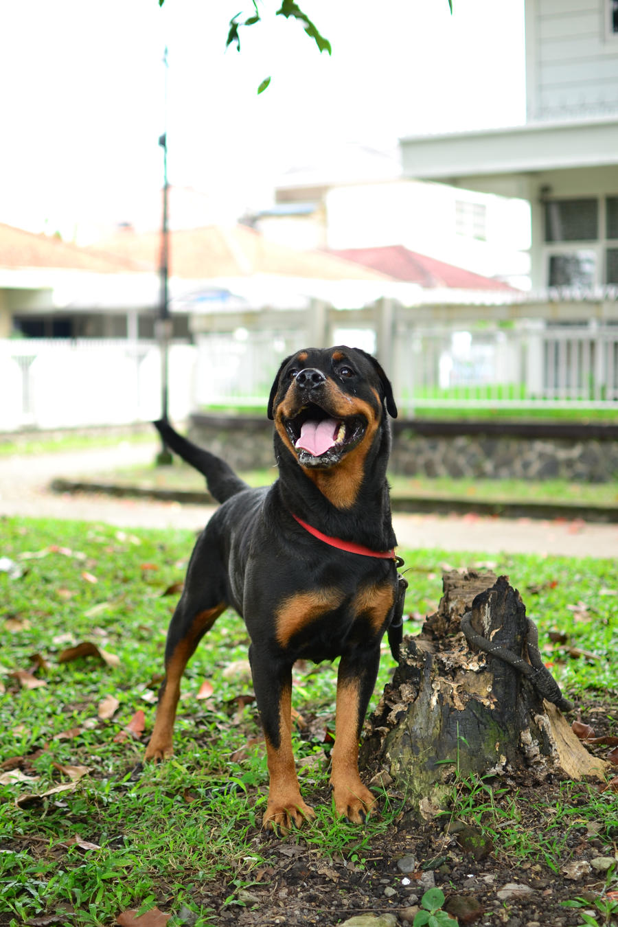 Rottweiler