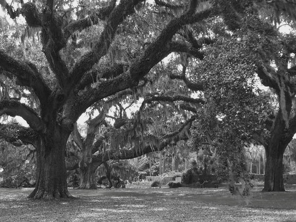 trees black and white