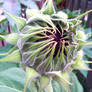 Sunflower Bulb