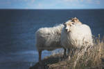 Sheep - Welcome to Estonia :) by mar1gold