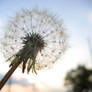 Typical Dandelion Shot