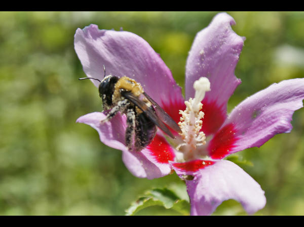 pollen heaven