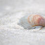 seashel for you