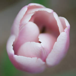 tulip 2