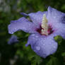 Blue Hibiscus 2