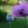 Lilac Poppy