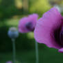 Lilac Poppy 2