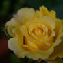 Yellow Rose II