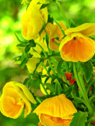 Golden Pansies