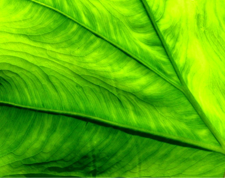 Elephant Ear