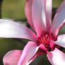 Japanese Magnolia Bloom