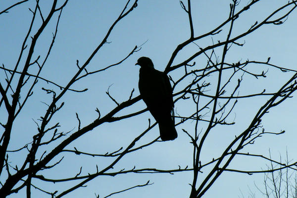 I met a dove today, original.