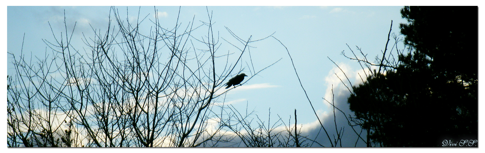 The Crow