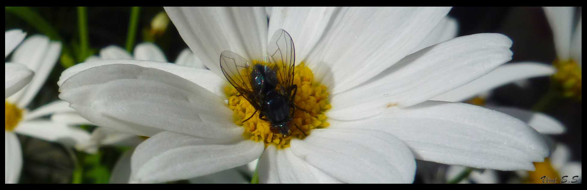 A fly and my daisies