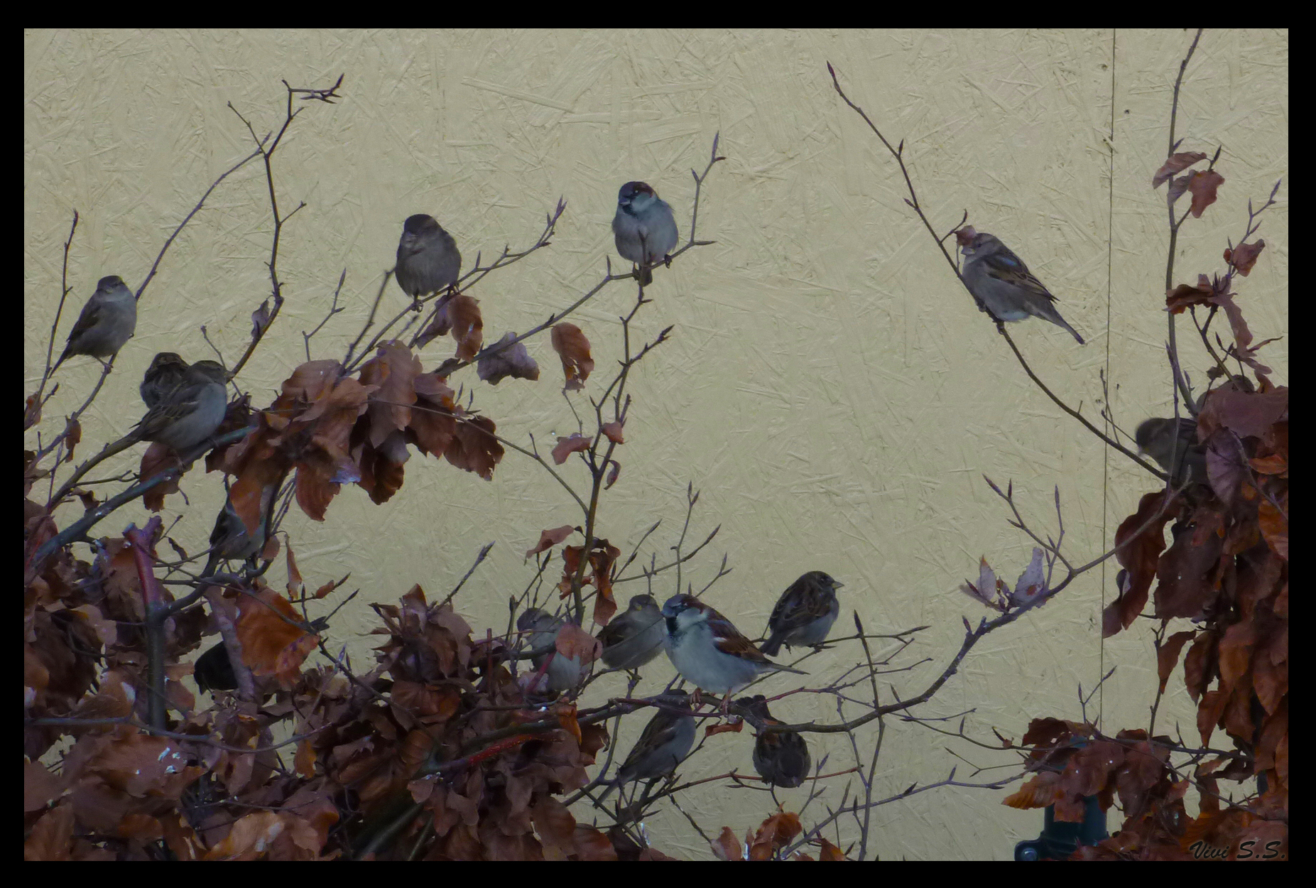 Sparrows