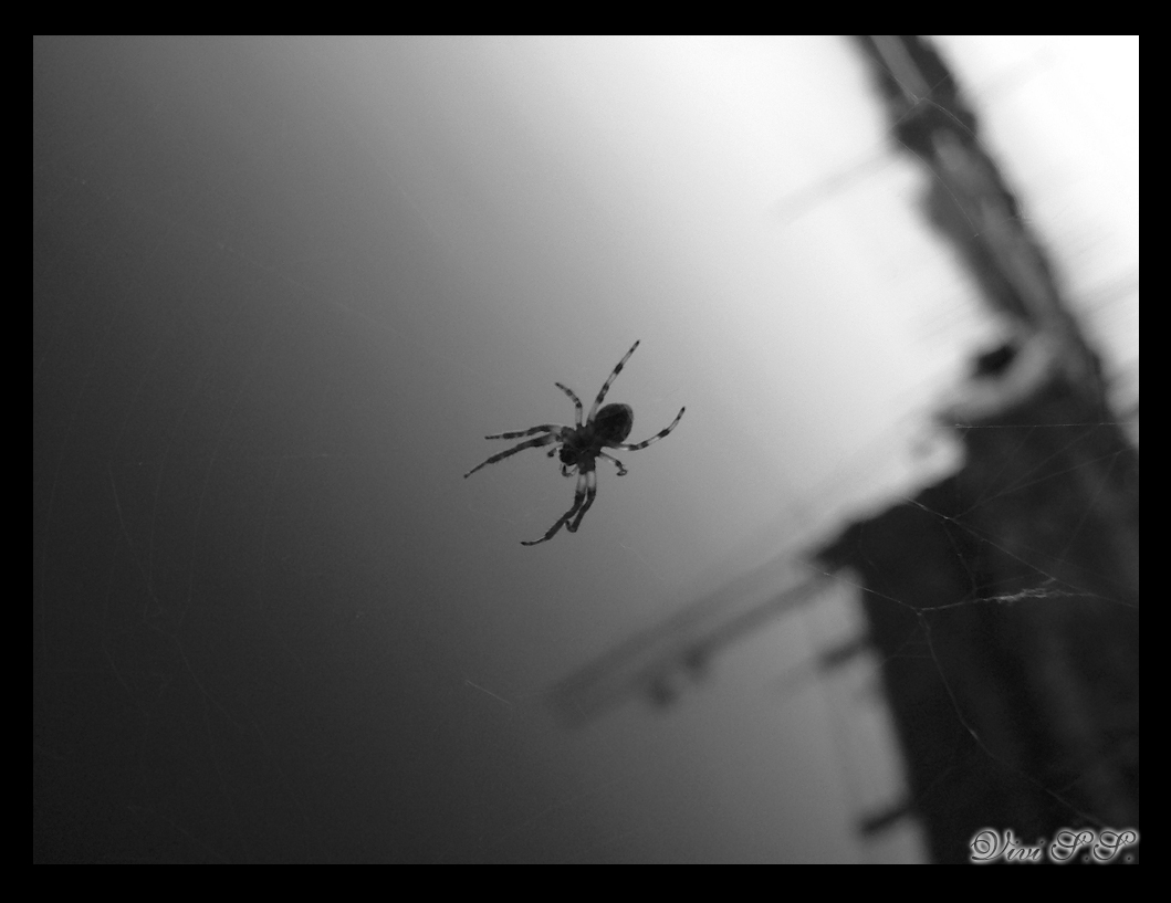 The Spider of Hellcity