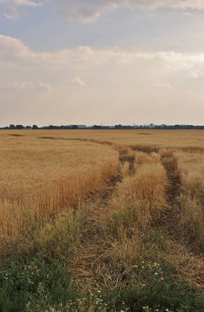 Wheat Field Stock by AfarStock