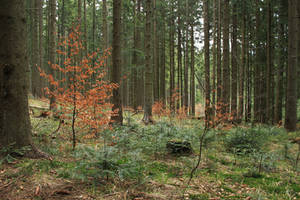 Forest Stock 08