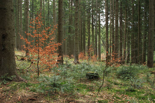 Forest Stock 08