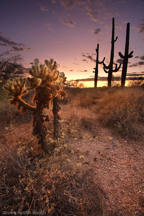 Sunset in the Sonoran Desert