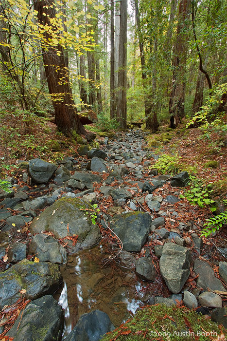 Redwood steam