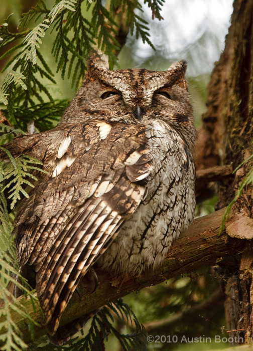 Western Screech-Owl