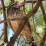 Cactus Wren