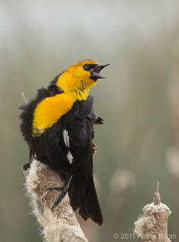 Yellow-headed Blackbird