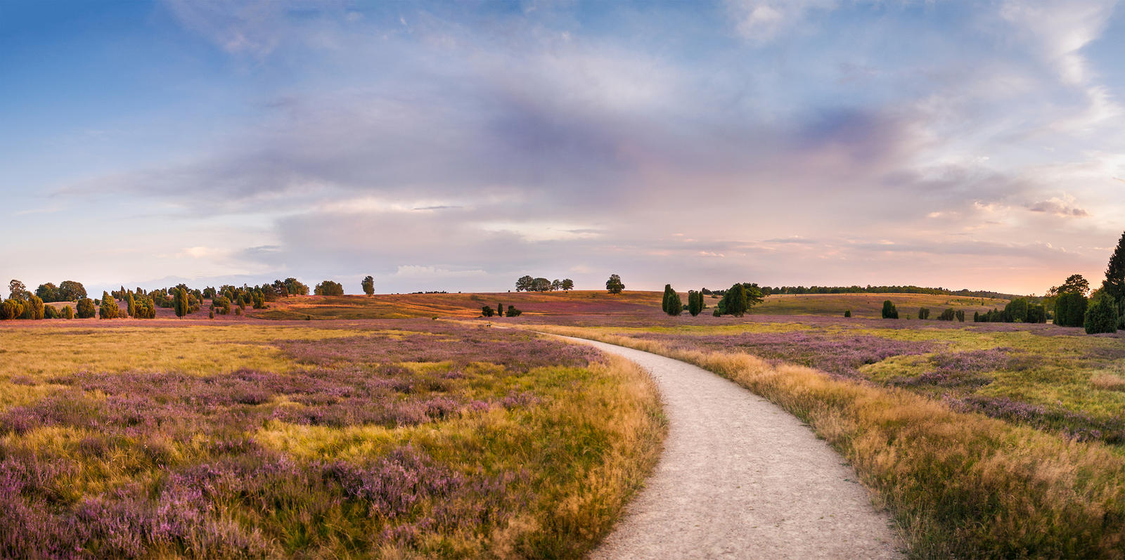 Heathland evening