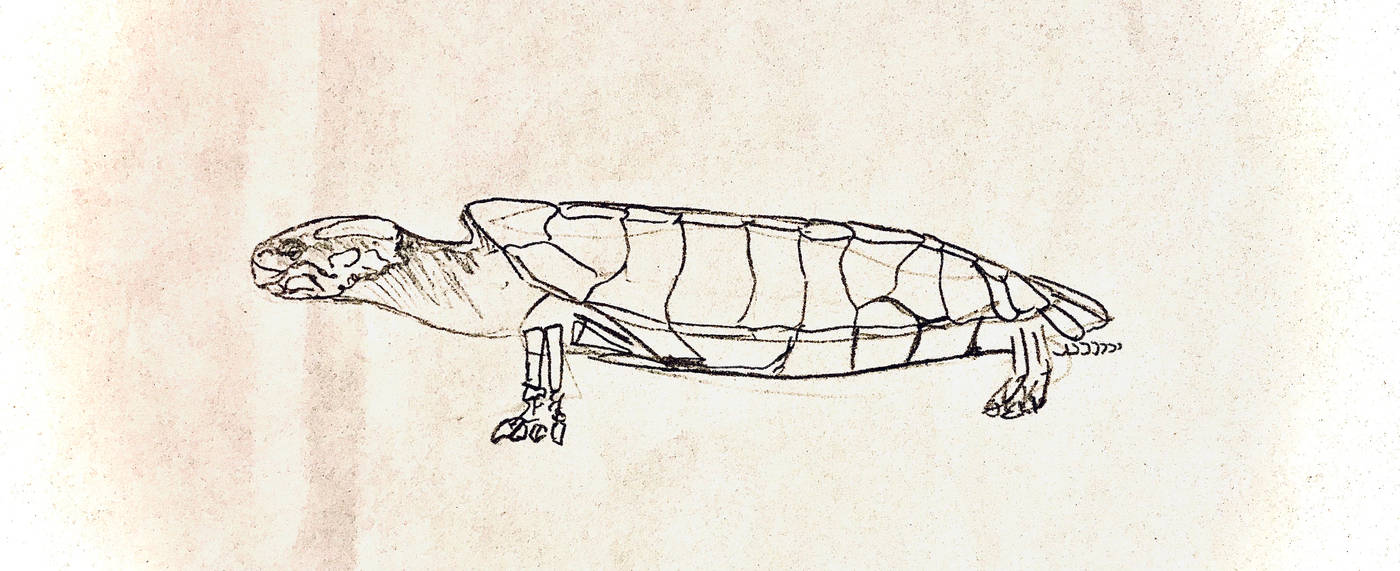 Basilemys Shell Work in Progress | Basilemys Sketch by CostlyLime2009 on DeviantArt