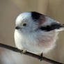 Long-tailed tit 2