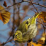 Eurasian Siskin. male-1