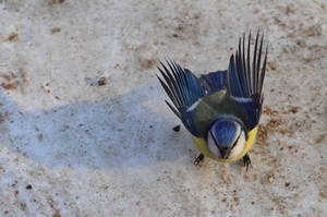 Blue tit